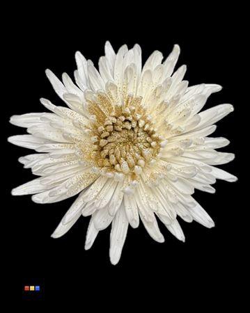 <h4>Chr G Anastasia Sparkling Gold</h4>