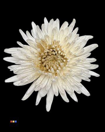 <h4>Chr G Anastasia Sparkling Gold</h4>