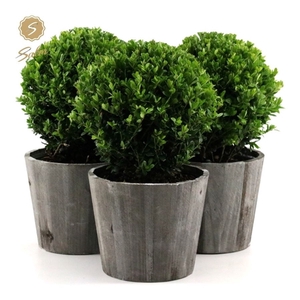 Ilex crenata 'Jenny'® Ball Ø20cm P17 in Wood