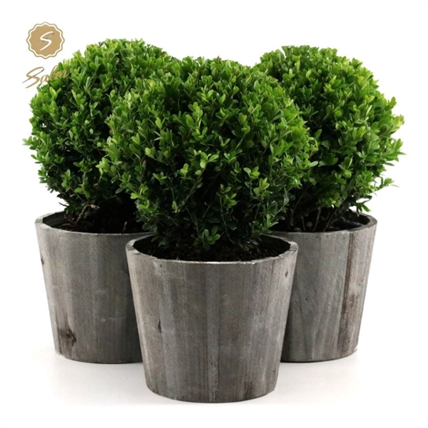 <h4>Ilex crenata 'Jenny'® Ball Ø20cm P17 in Wood</h4>