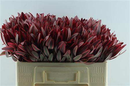 <h4>Leucad Jester Black Friday Deal!!!</h4>