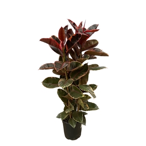 Ficus Elastica Belize Toef - 150cm