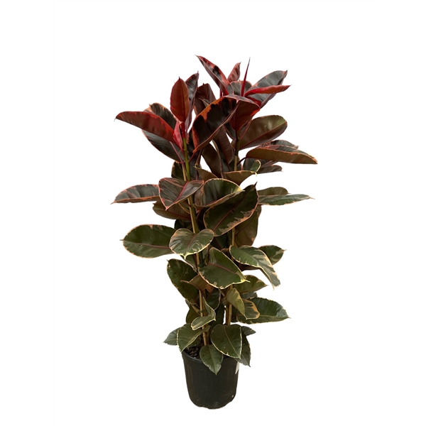 <h4>Ficus Elastica Belize Toef - 150cm</h4>