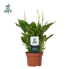 Spathiphyllum 10,5 cm Rondo Air So Pure