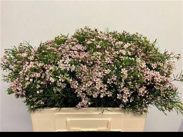 <h4>CHAME UN DORI</h4>