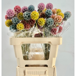 Scabiosa Stellata Rainbow