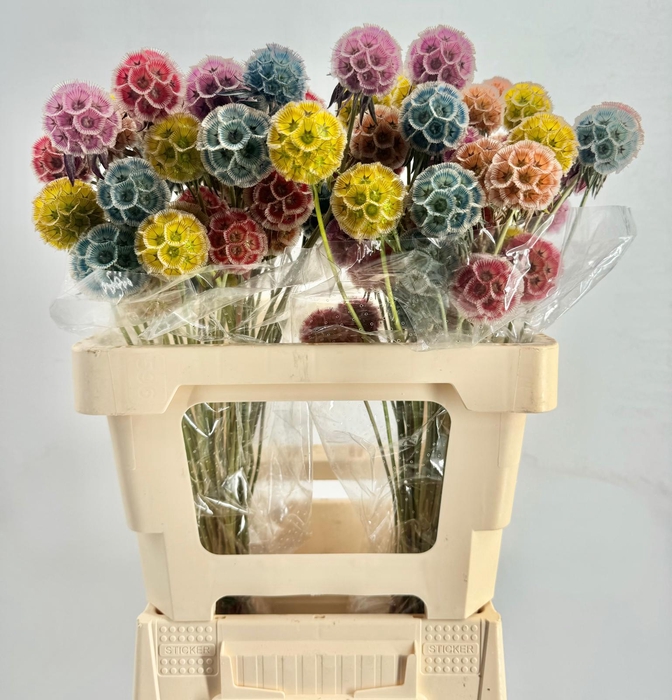 <h4>Scabiosa Stellata Rainbow</h4>