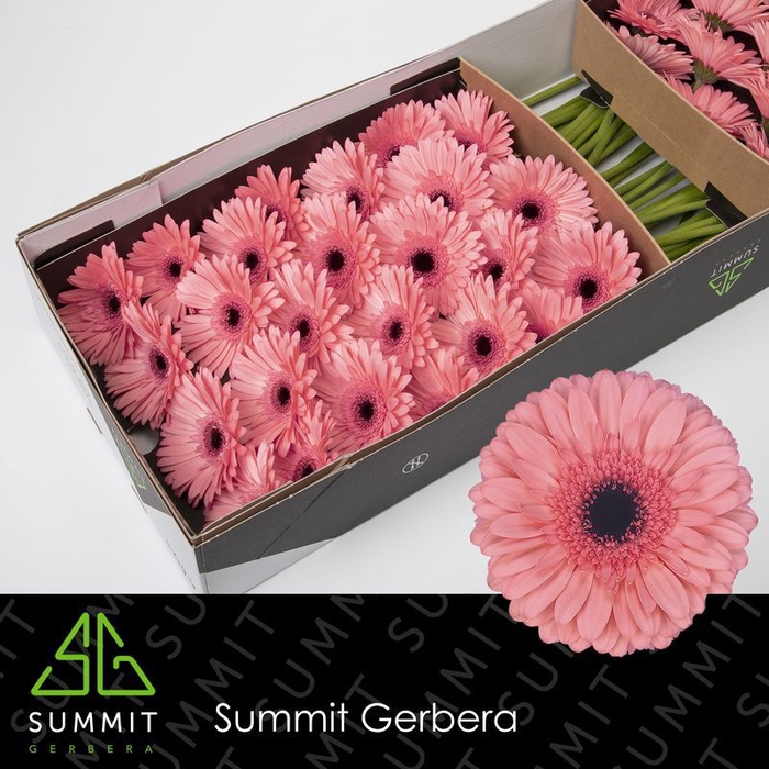 Gerbera Scala Doos