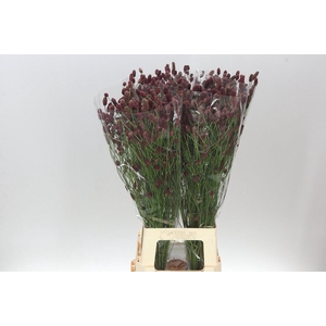 Sanguisorba Off Red Dream