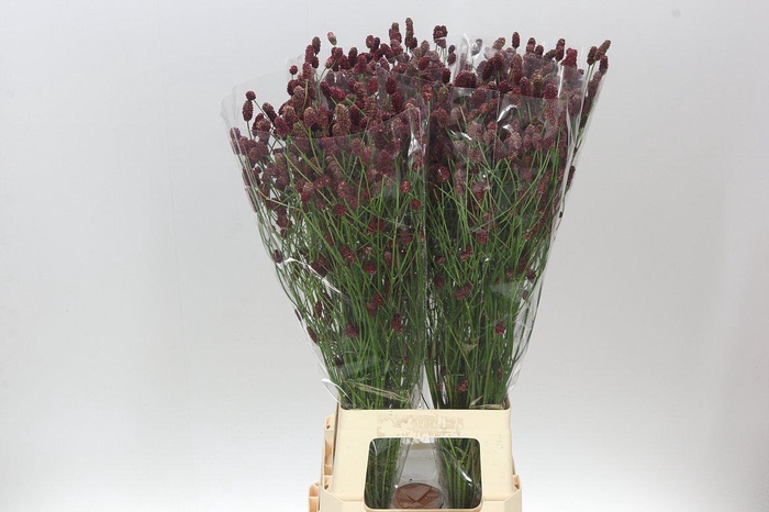 <h4>Sanguisorba Off Red Dream</h4>