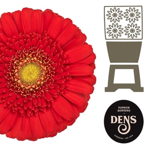 Germini Ketchup Diamond