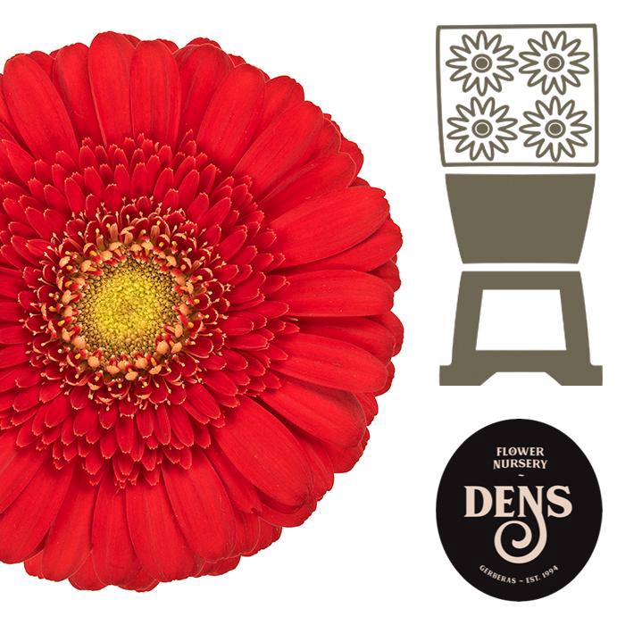 <h4>Germini Ketchup Diamond</h4>