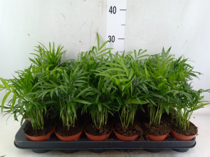 <h4>Chamaedorea elegans</h4>