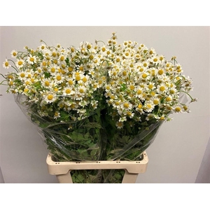 TANA PA SINGLE VEGMO