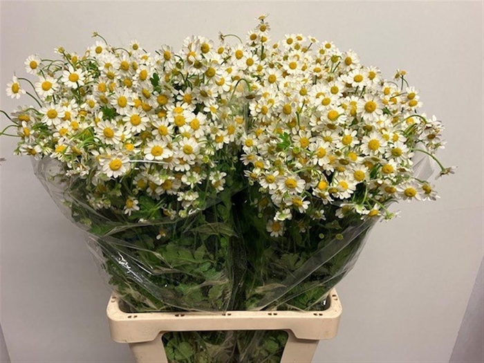 <h4>TANA PA SINGLE VEGMO</h4>