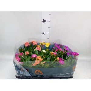 Lewisia cot.