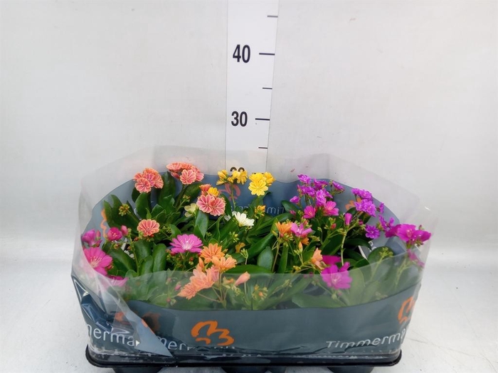 <h4>Lewisia cot.</h4>