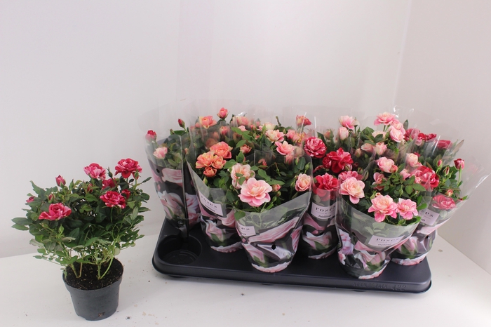 <h4>RO VICTORY GEM</h4>