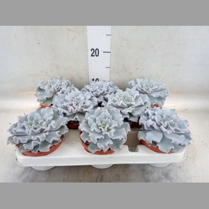 Echeveria   ...