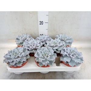 Echeveria   ...
