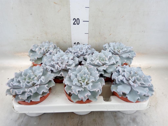 <h4>Echeveria   ...</h4>
