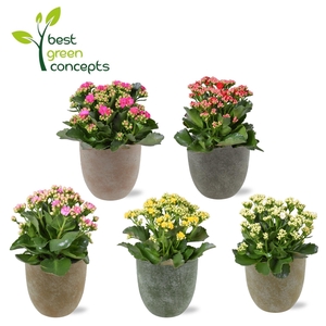 KALANCHOE OV