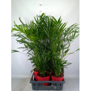 Chamaedorea cataractarum