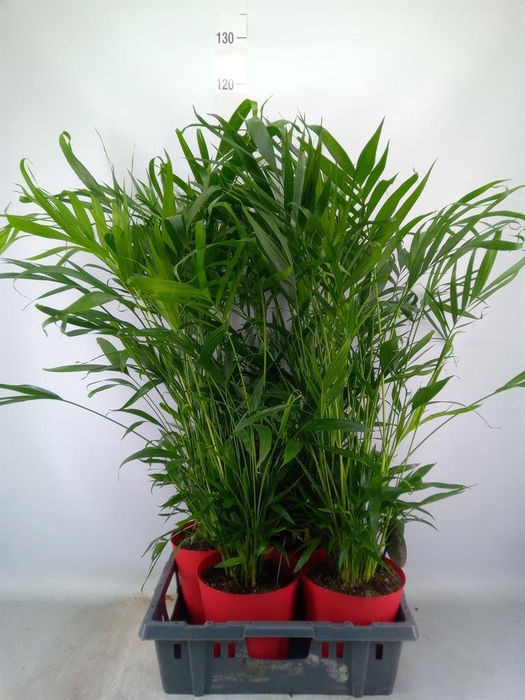 <h4>Chamaedorea cataractarum</h4>