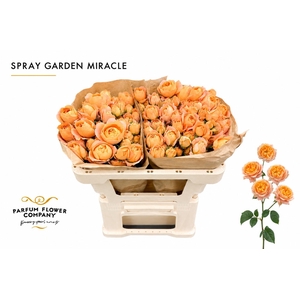 Rosa Spray Garden Miracle