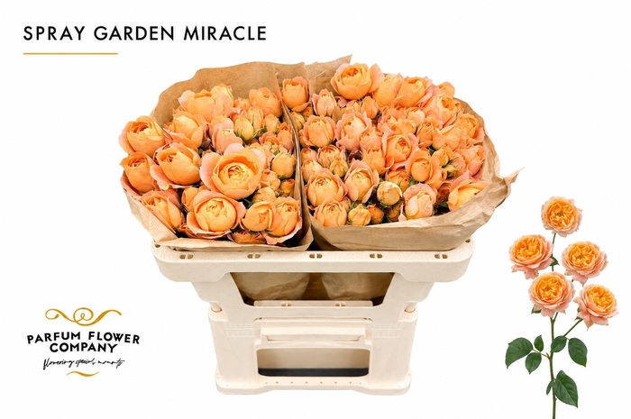 <h4>Rosa Spray Garden Miracle</h4>