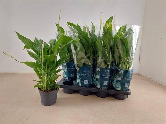 <h4>SPATH STRAUSS</h4>