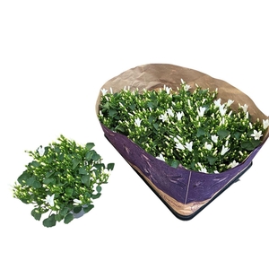 Campanula portenschlagiana 'Royal'