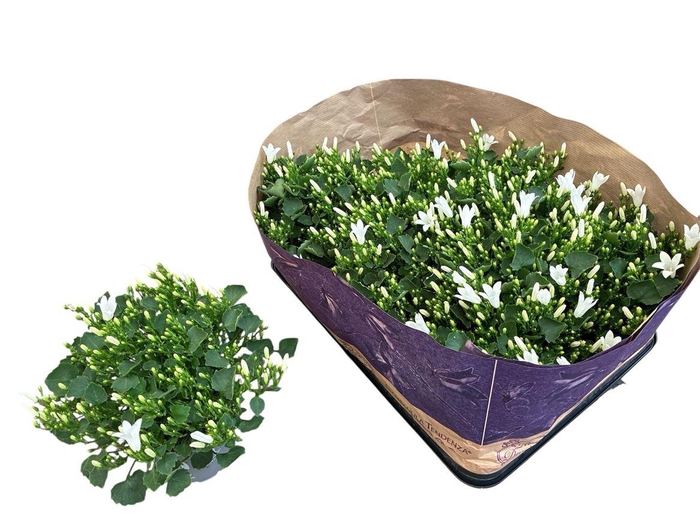 <h4>Campanula portenschlagiana 'Royal'</h4>