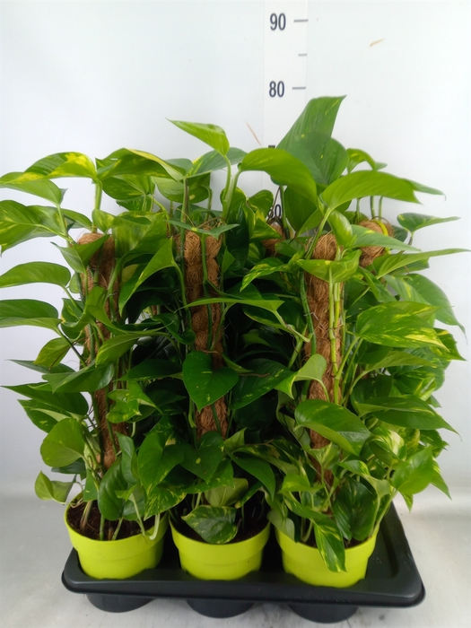 <h4>Epipremnum pinn.   ...moss stick</h4>