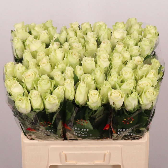 <h4>ROSA GR 'ATHENA'</h4>