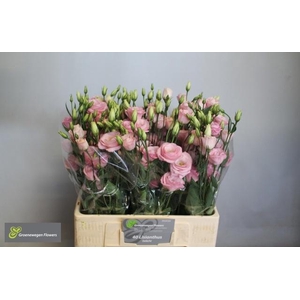 EUS G ROSI LIGHT PIN