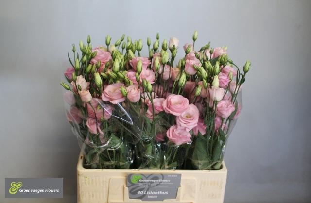 <h4>EUS G ROSI LIGHT PIN</h4>