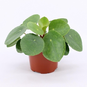 PILEA PEPEROMIOIDES