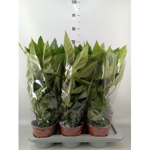 Fatsia japonica   ...