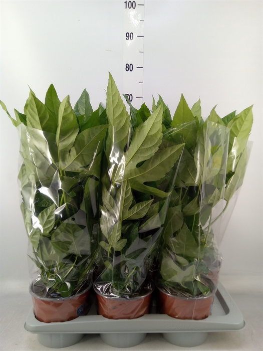 <h4>Fatsia japonica   ...</h4>