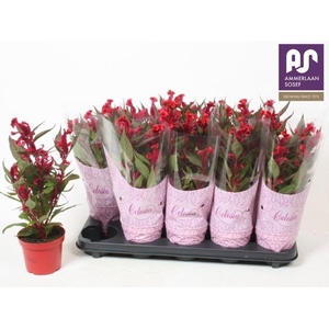 CEL CR HOT TOP PURPL