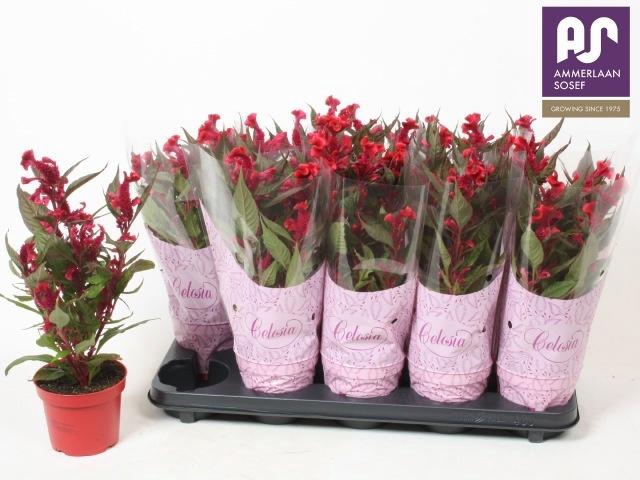 <h4>CEL CR HOT TOP PURPL</h4>