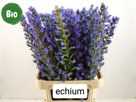 Echium Bleu Xxl