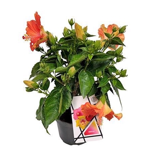 Hibiscus Rosa-sinensis Bush Orange