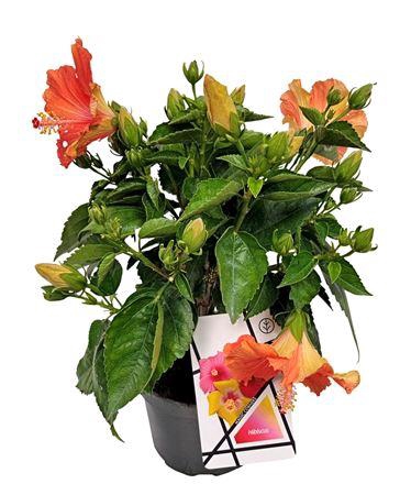 <h4>Hibiscus Rosa-sinensis Bush Orange</h4>