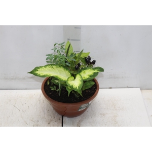 COQUETEL 7 ERVAS C21