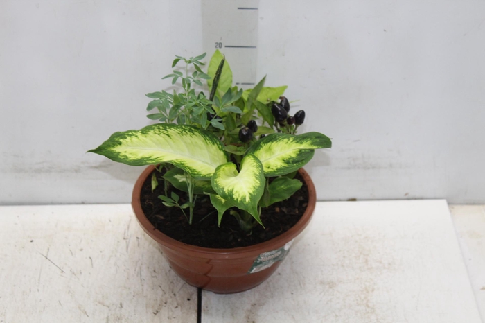 COQUETEL 7 ERVAS C21