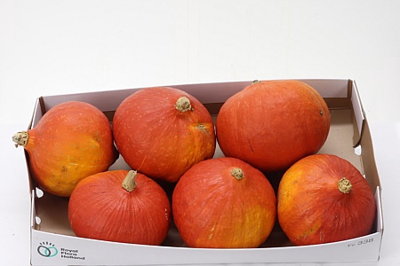 <h4>Sierfruit Cucurbita</h4>