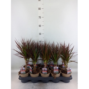 Dracaena marg. 'Magenta'