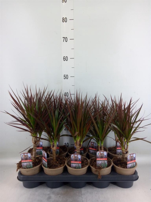 <h4>Dracaena marg. 'Magenta'</h4>